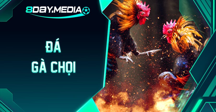 cá cược đá gà chọi
