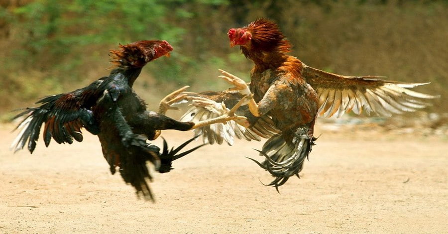 Đá Gà chọi 2 đầu trực tiếp