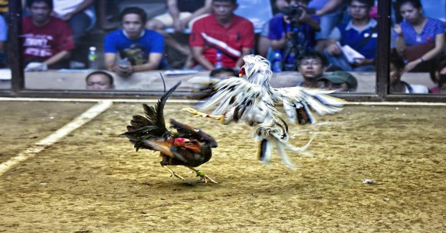 Theo dõi siêu nhiều trận đấu lớn trên toàn thế giới